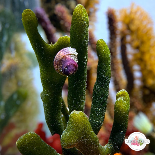 Dead Man’s Fingers Macroalgae | Codium fragile
