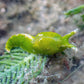 Caulerpa-Eating Sea Slug | Oxynoe antillarum