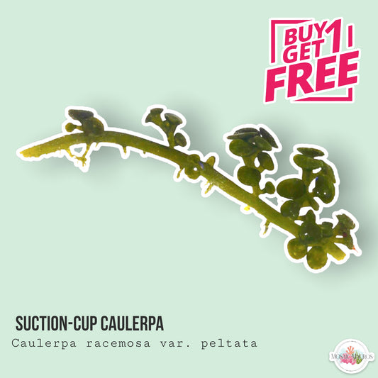 Suction Cup Caulerpa | Caulerpa racemosa var. Peltata