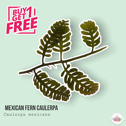 Mexican Fern Caulerpa | Caulerpa mexicana