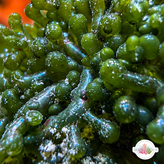 Branching Bubble Macroalgae | Valonia sp.