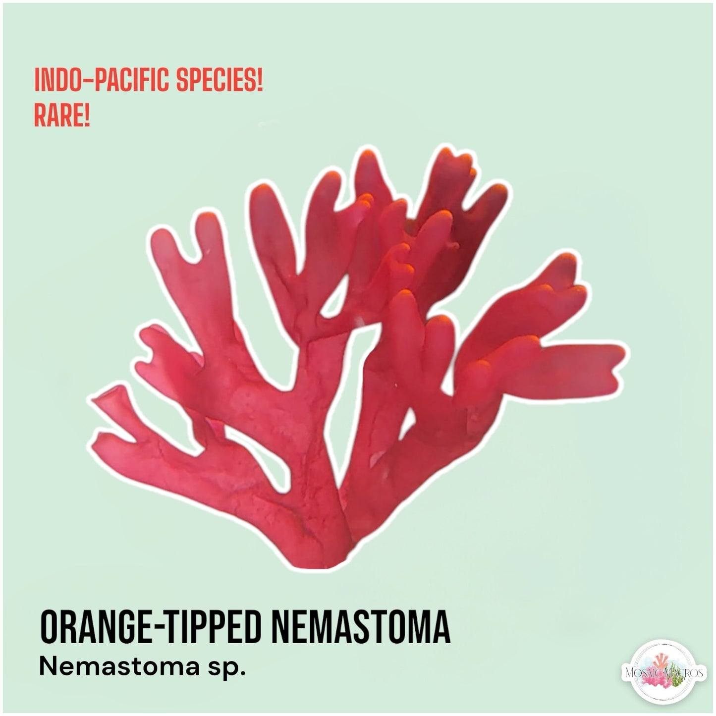 Orange-Tipped Nemastoma Macroalgae | Nemastoma sp.