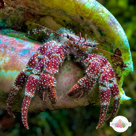 WYSWYG XL White-Freckled Hermit Crab | Paguristes puncticeps