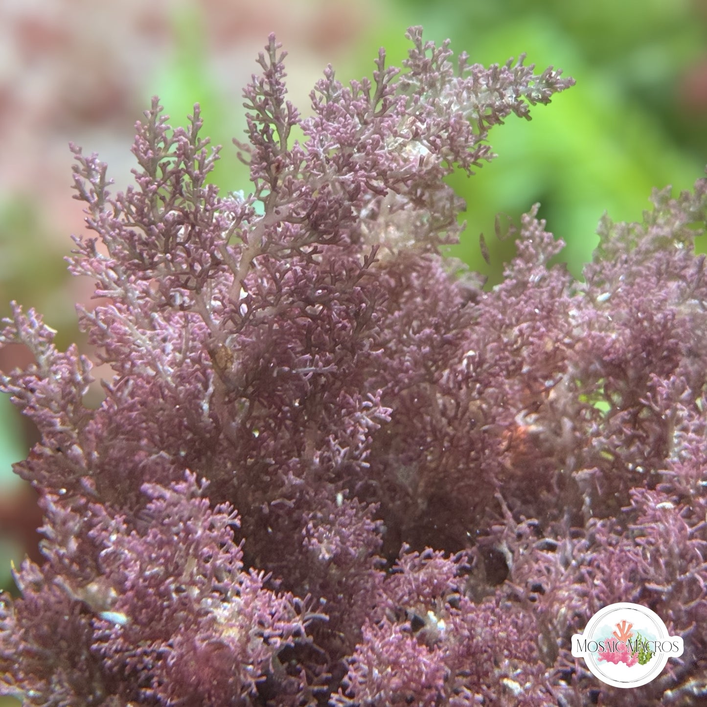 Purple Intricate Laurencia Macroalgae | Laurencia sp.