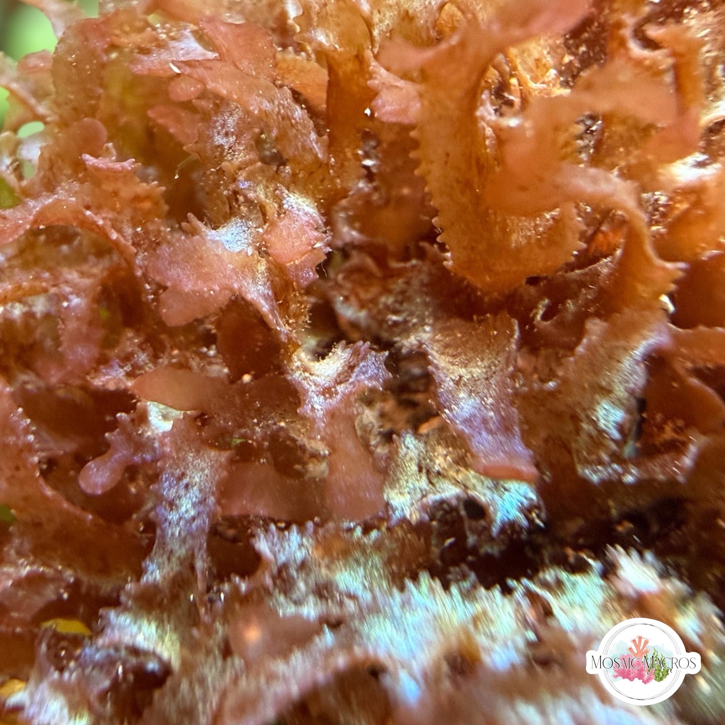 Iridescent Corkscrew Macroalgae | Unknown sp.