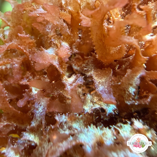 Iridescent Corkscrew Macroalgae | Unknown sp.