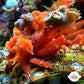 Sponge Decorator Crab | Marcocoeloma trispinosum