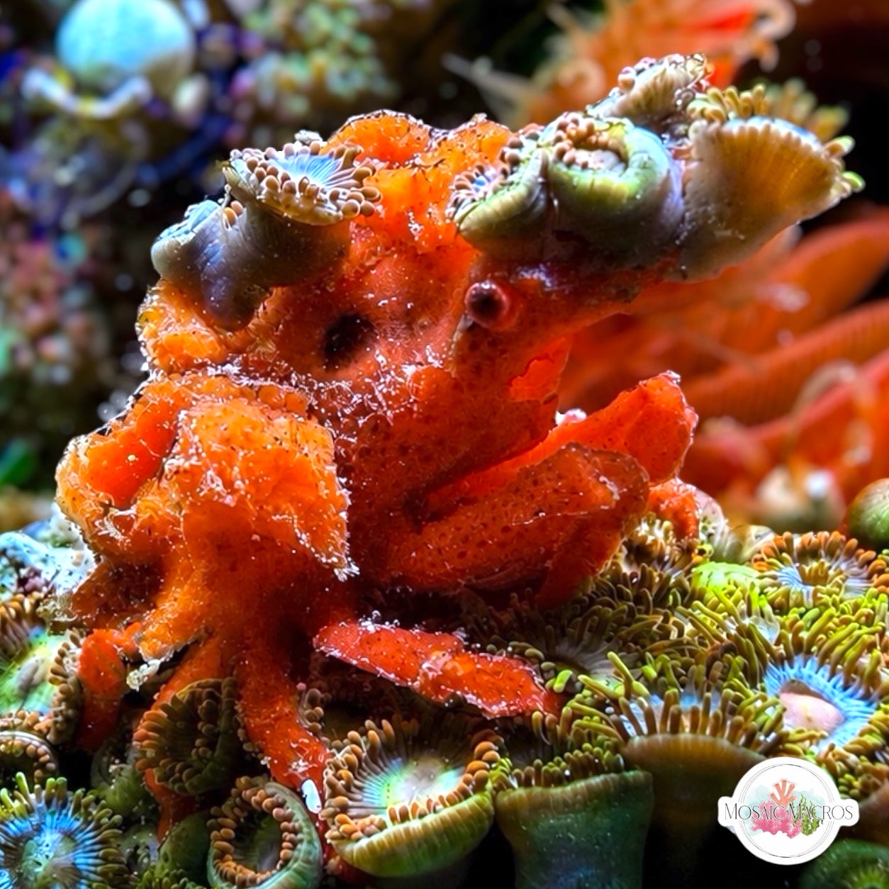 Sponge Decorator Crab | Marcocoeloma trispinosum