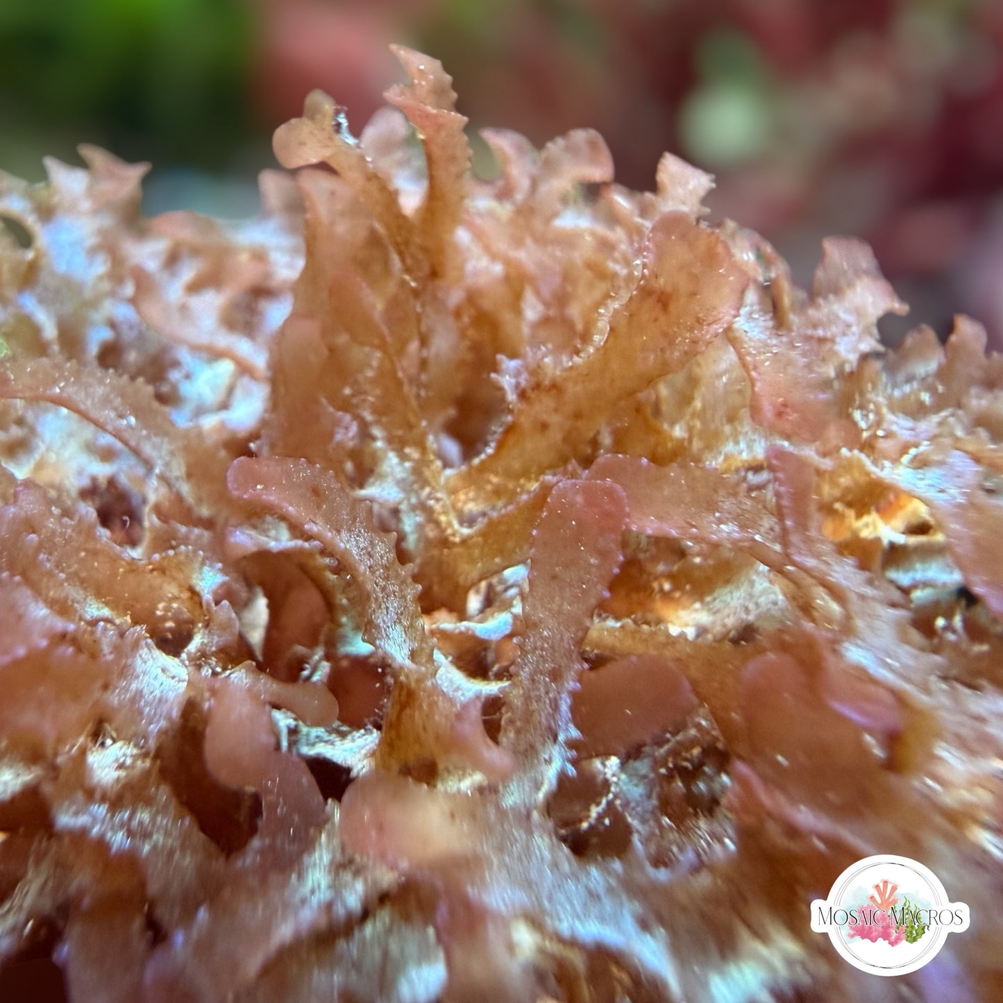 Iridescent Corkscrew Macroalgae | Unknown sp.