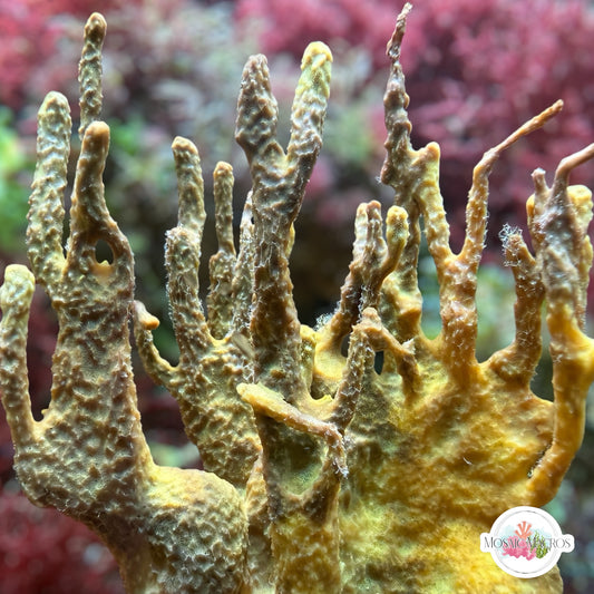 Orange Antler Sponge | Unknown sp.