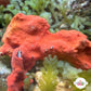 Orange Encrusting Sponge | Unknown sp.