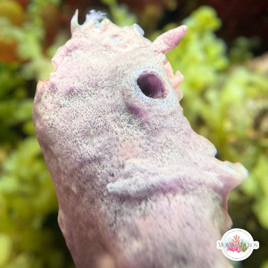 Purple Pouch Sponge | Haliclona sp.