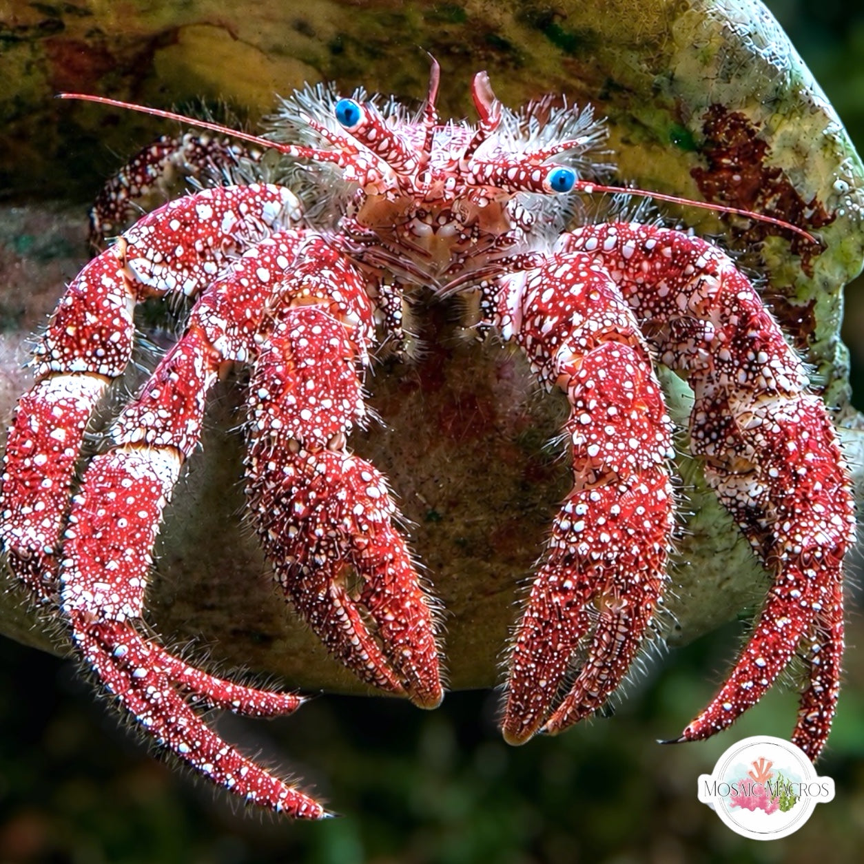 White-Freckled Hermit Crab | Paguristes puncticeps