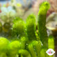 Ringed Finger Macroalgae | Neomeris annulata