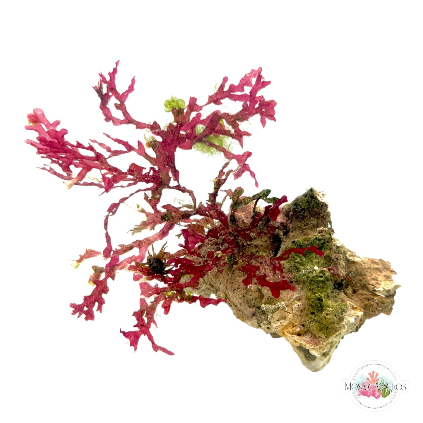 WYSWYG Bush Gracilaria