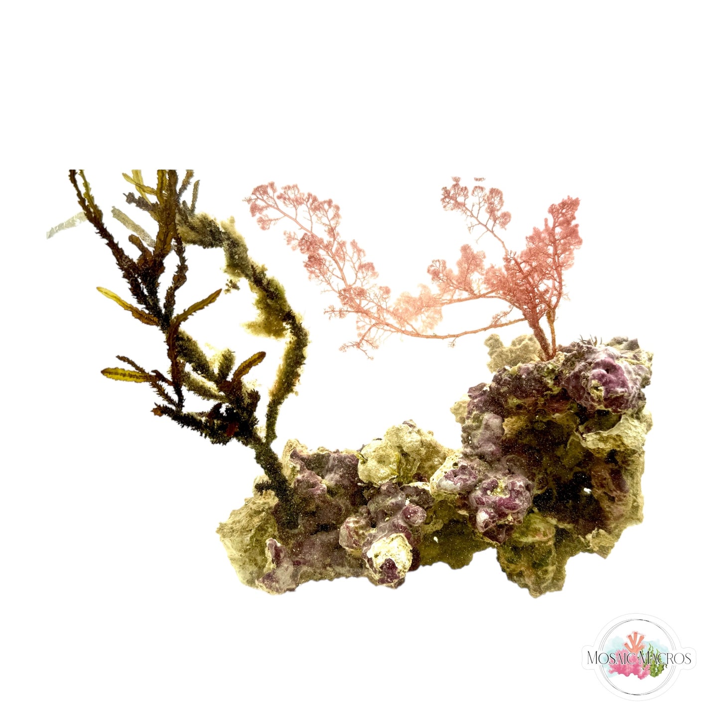 WYSYWG Sargassum & Flamingo Feather