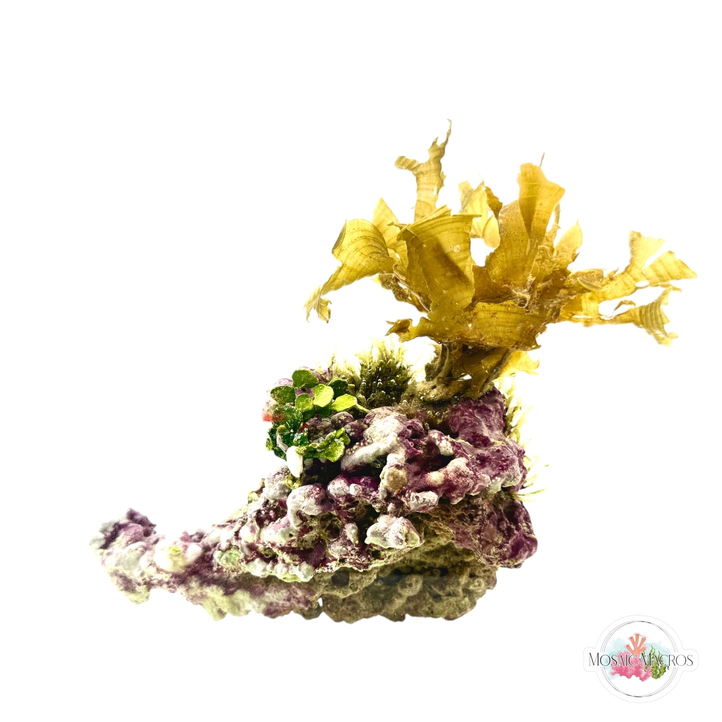 WYSYWG Golden Scroll & Halimeda