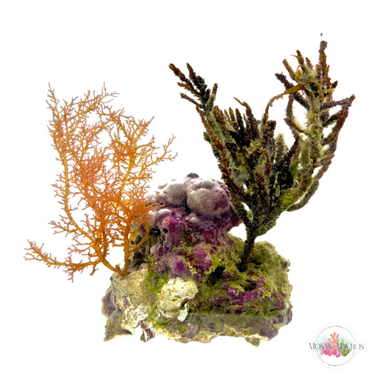 WYSYWG Gracilaria & Sargassum