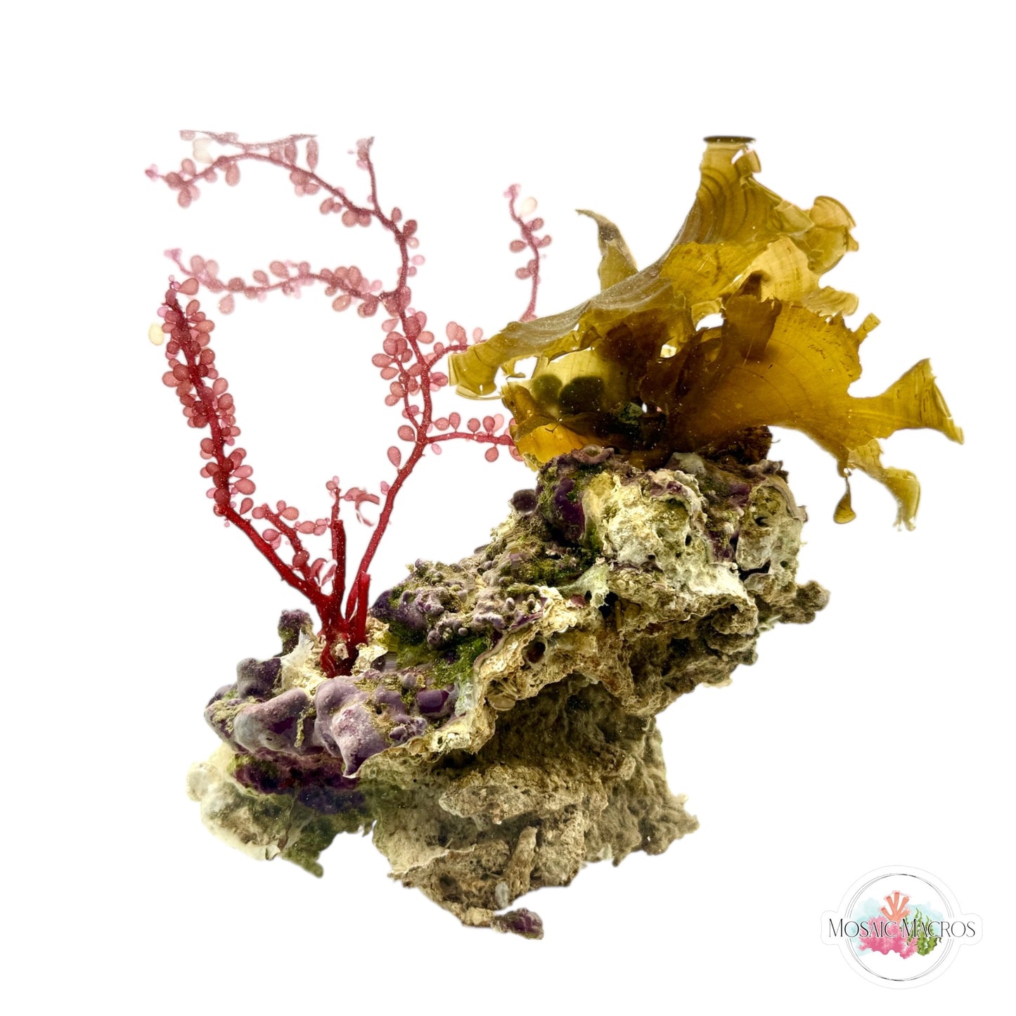 WYSYWG Red Grape & Golden Scroll