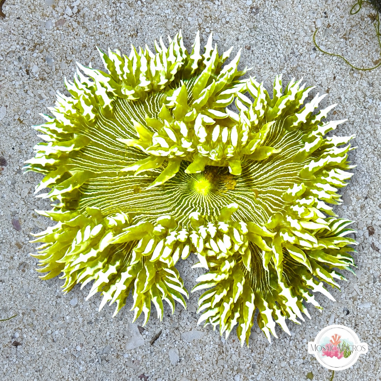 Ultra Rock Flower Anemone | Phymanthus crucifer