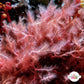 Chenille Weed Macroalgae | Dasya harveyi