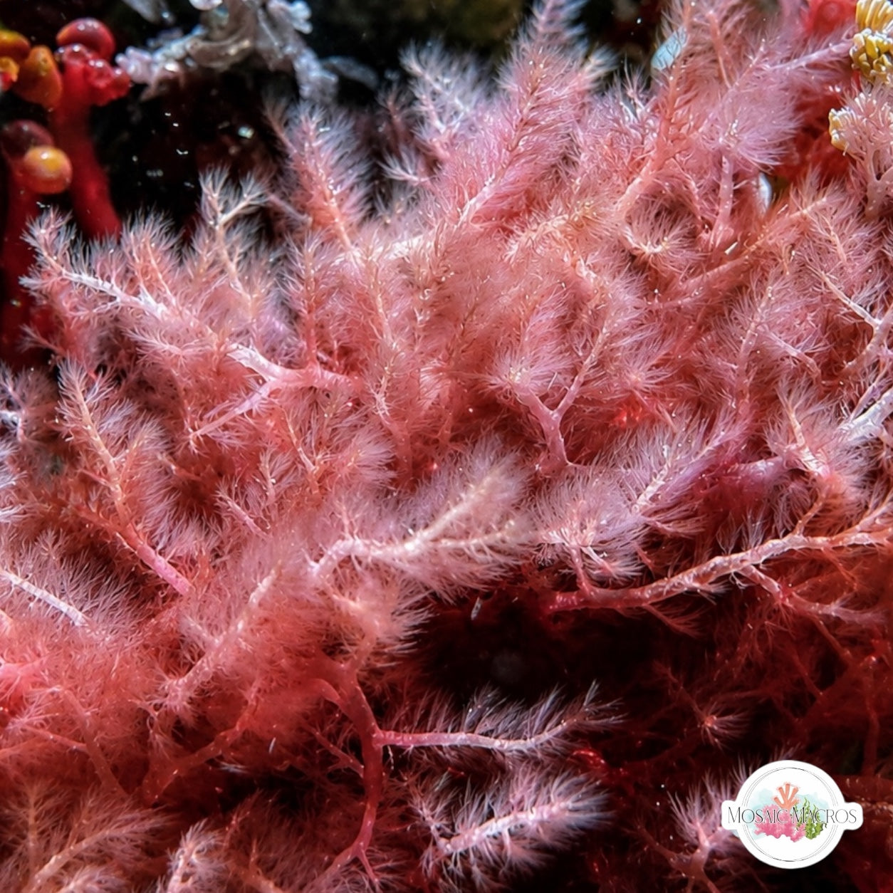 Chenille Weed Macroalgae | Dasya harveyi
