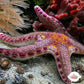 Livingstone’s Ornate Starfish | Neoferdina insolita