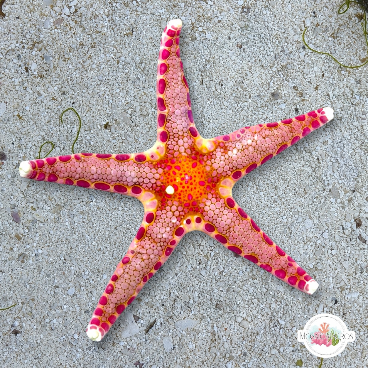 Livingstone’s Ornate Starfish | Neoferdina insolita