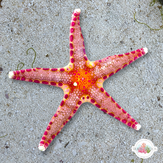 Livingstone’s Ornate Starfish | Neoferdina insolita