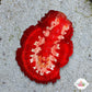 Spanish Dancer Nudibranch | Hexabranchus sanguineus