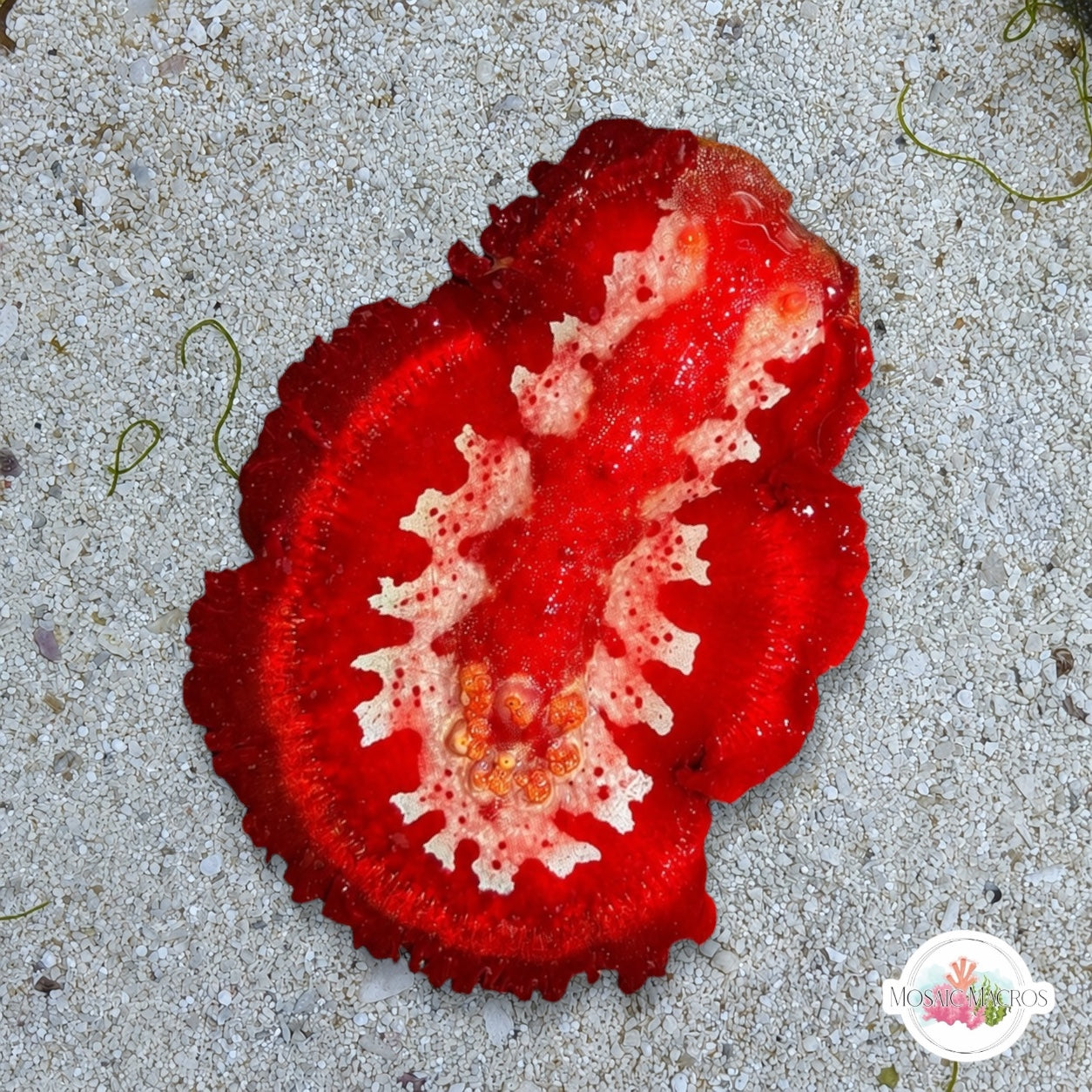 Spanish Dancer Nudibranch | Hexabranchus sanguineus