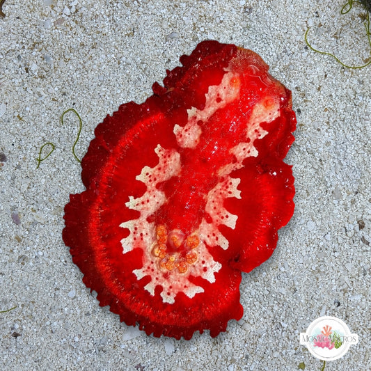 Spanish Dancer Nudibranch | Hexabranchus sanguineus