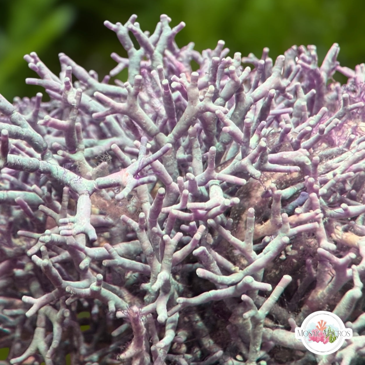 Thin Branching Coralline Macroalgae | Corallina sp.