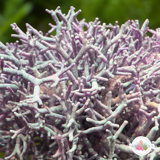 Thin Branching Coralline Macroalgae | Corallina sp.