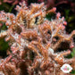 Fuzzy Antler Macroalgae | Digenea simplex