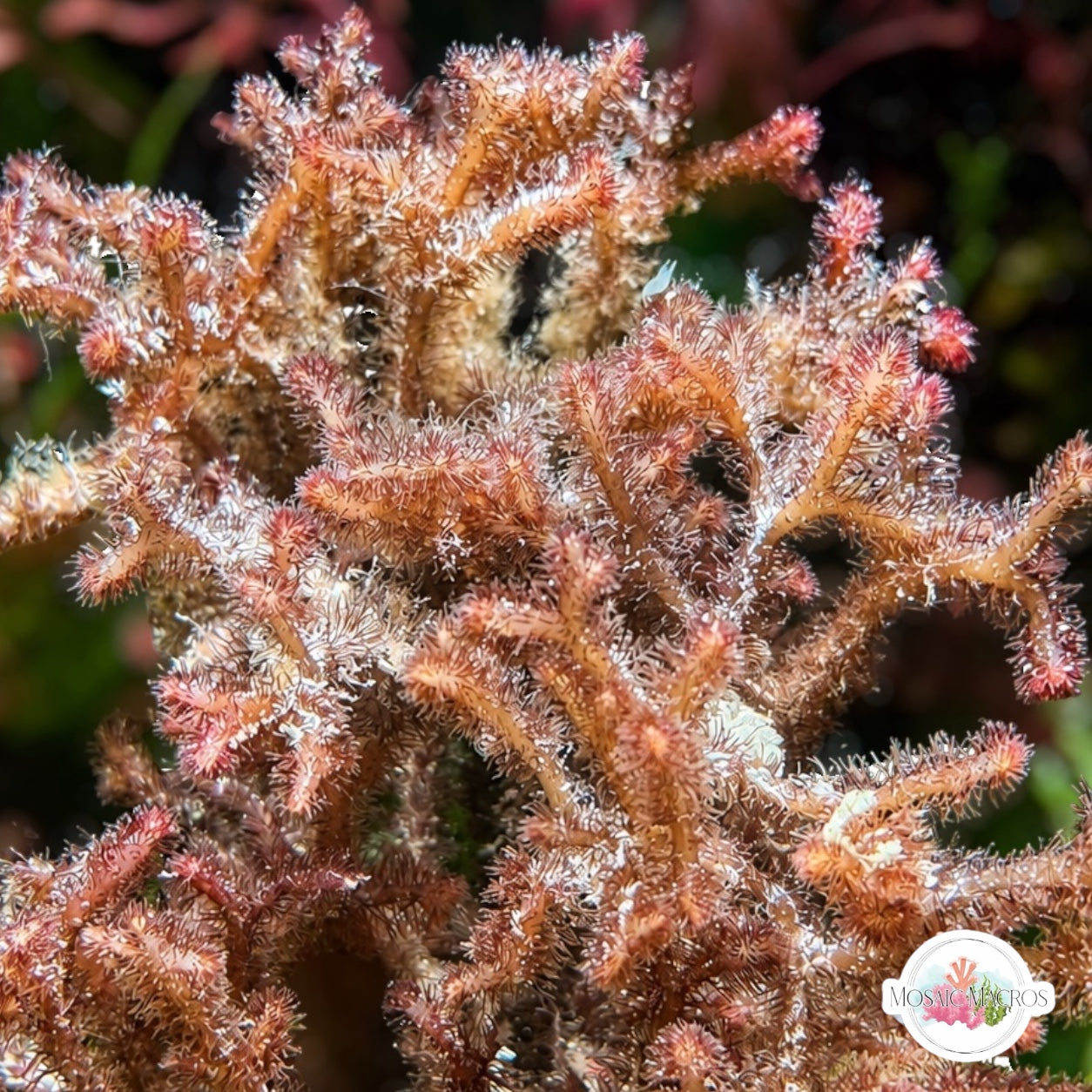 Fuzzy Antler Macroalgae | Digenea simplex