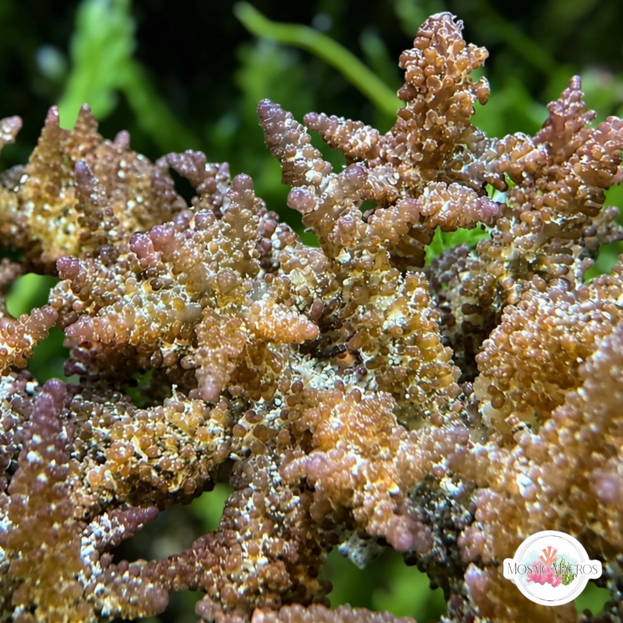 Yellow-Brown Laurencia Macroalgae | Laurencia perforata