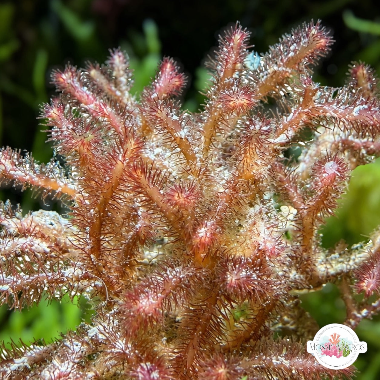 Fuzzy Antler Macroalgae | Digenea simplex