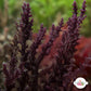 Purple Prickly Seaweed Macroalgae | Acanthophora spicifera