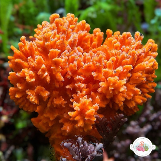 Orange Cactus Sponge | Acanthella sp.