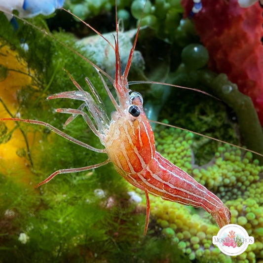 Candy Cane Cleaner Shrimp | Lysmata zacae