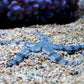 Sand-Sifting Starfish | Archaster typicus