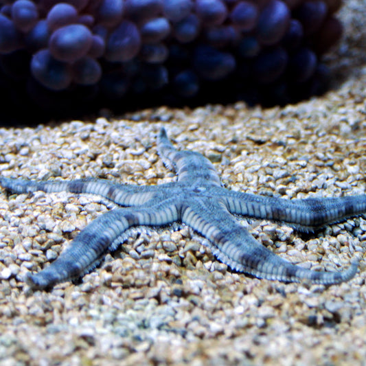 Sand-Sifting Starfish | Archaster typicus