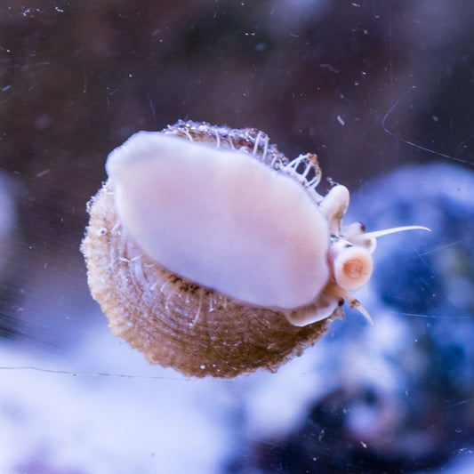 Astraea Turbo Snail | Astraea sp.