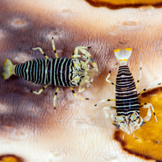 Bumblebee Shrimp | Gnathophyllum americanum