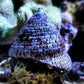 Banded Trochus Snail | Trochus sp.