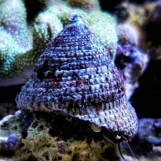 Banded Trochus Snail | Trochus sp.