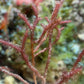 Fuzzy Antler Macroalgae | Digenea simplex