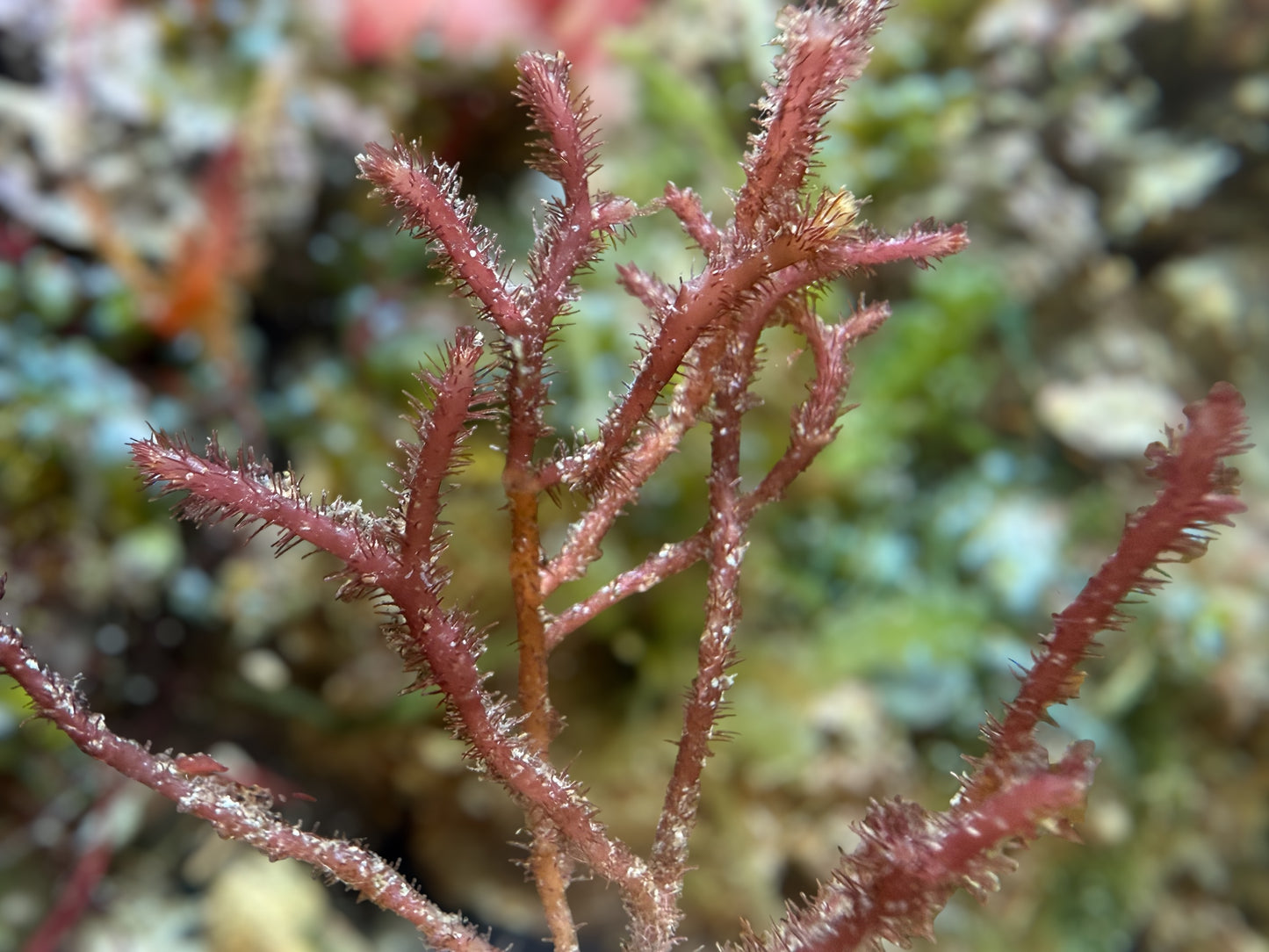 Fuzzy Antler Macroalgae | Digenea simplex