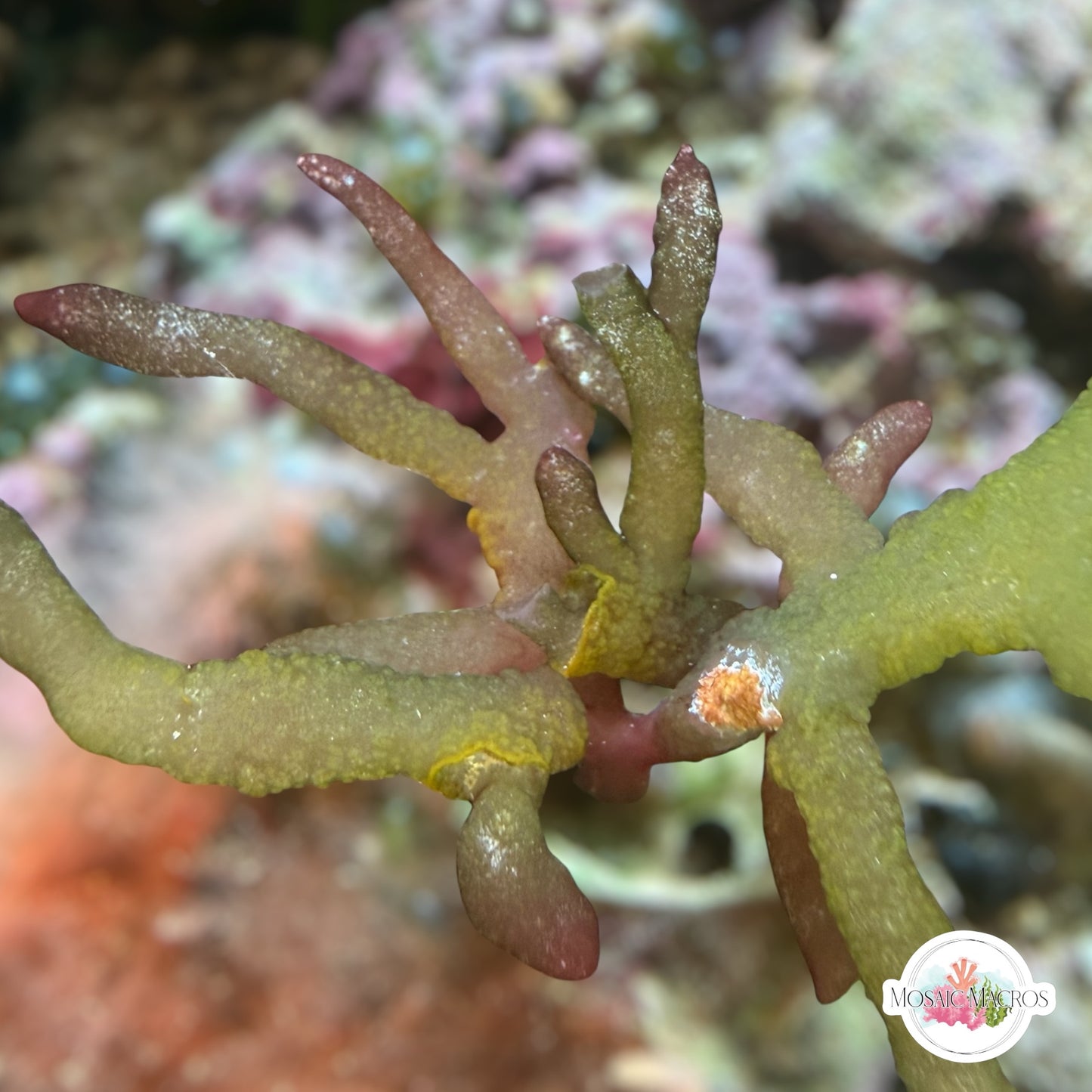 Rainbow Finger Macroalgae | Unknown sp
